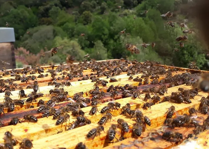 Apimonte House A Ferienhaus